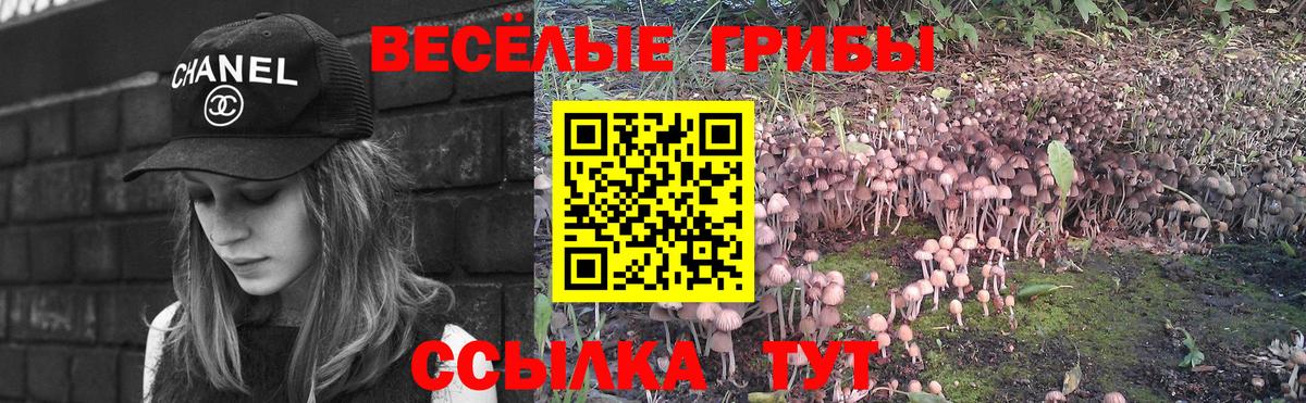 Галлюциногенные грибы Psilocybe Домодедово